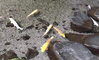 柳宗元写的《小石潭记》运用了哪些艺术手法？